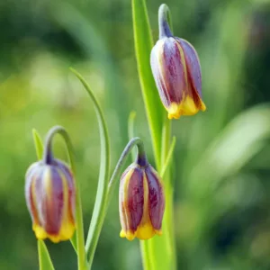Fritillaria uva-vulpis, Fox's Grape Fritillary, Fritillaria Assyriaca, Spring Bloom, Mid Spring bloom, Late Spring bloom