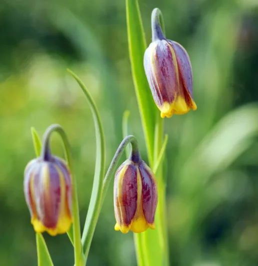 Fritillaria uva-vulpis, Fox's Grape Fritillary, Fritillaria Assyriaca, Spring Bloom, Mid Spring bloom, Late Spring bloom