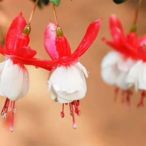 Fuchsia 'Alice Hoffman', Hardy Fuchsia 'Alice Hoffman', Flowering Shrub, Red Flowers, White Flowers