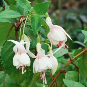 Fuchsia Annabel, Hardy Fuchsia, Standard Fuchsia, Flowering Shrub, White Flowers, Pink Flowers