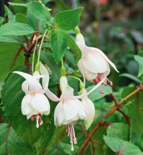 Fuchsia Annabel, Hardy Fuchsia, Standard Fuchsia, Flowering Shrub, White Flowers, Pink Flowers