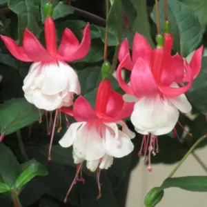 Fuchsia Ballet Girl, Hardy Fuchsia, Standard Fuchsia, Flowering Shrub, Red Flowers, White Flowers