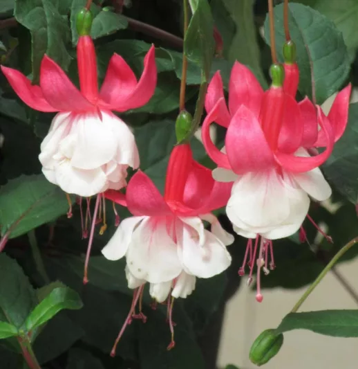 Fuchsia Ballet Girl, Hardy Fuchsia, Standard Fuchsia, Flowering Shrub, Red Flowers, White Flowers