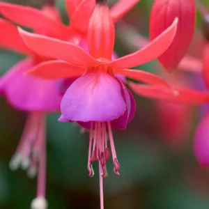 Fuchsia Beacon, Hardy Fuchsia Beacon, Flowering Shrub, Red Flowers, Purple Flowers