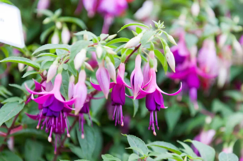 Fuchsia Ben Jammin, Flowering Shrub, Purple Flowers, Pink Flowers, container plant