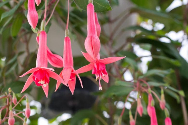 Fuchsia Billy Green, Flowering Shrub, Pink Flowers