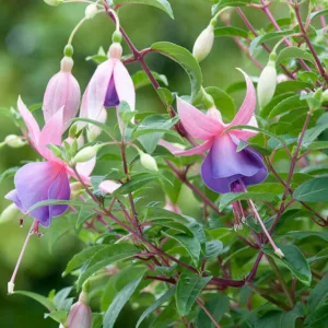 Fuchsia Border Queen, Hardy Fuchsia Border Queen, Flowering Shrub, Pink Flowers, Purple Flowers