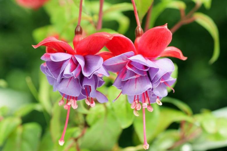 Fuchsia Cecile, Hardy Fuchsia, Standard Fuchsia, Flowering Shrub, Red Flowers, Lavender Flowers, Double Fuchsia, Hanging Baskets