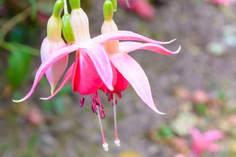 Fuchsia Celia Smedley, Hardy Fuchsia, Standard Fuchsia, Flowering Shrub, Red Flowers, Pink Flowers