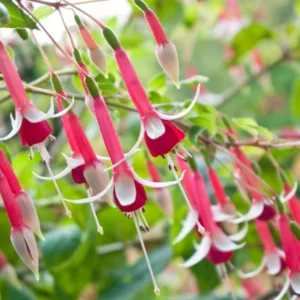 Fuchsia Checkerboard, Hardy Fuchsia, Standard Fuchsia, Flowering Shrub, Red Flowers, Pink Flowers