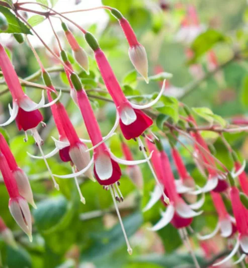 Fuchsia Checkerboard, Hardy Fuchsia, Standard Fuchsia, Flowering Shrub, Red Flowers, Pink Flowers