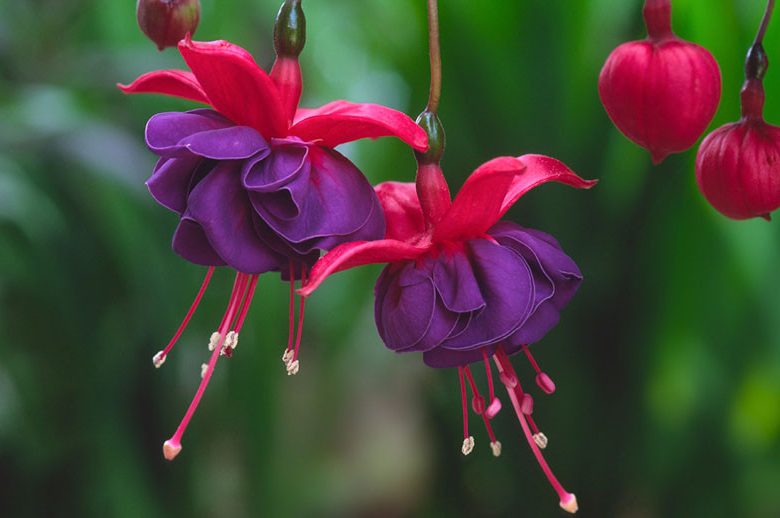 Fuchsia Dark Eyes, Hardy Fuchsia Dark Eyes, Flowering Shrub, Red Flowers, Purple Flowers