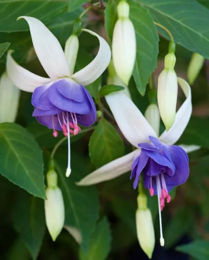 Fuchsia Delta's Sara, Flowering Shrub, Blue Flowers, White Flowers, container plant