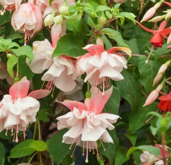 Fuchsia Devonshire Dumpling, Hardy Fuchsia, Flowering Shrub, Pink Flowers, White Flowers, Double Fuchsia, Hanging Baskets