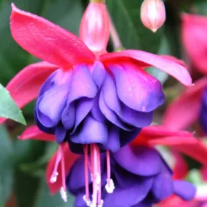 Fuchsia Dollar Princess, Hardy Fuchsia 'Dollar Princesss', Fuchsia 'Dollar Prinzessin', Fuchsia 'Princess Dollar', Flowering Shrub, Red Flowers, Purple Flowers