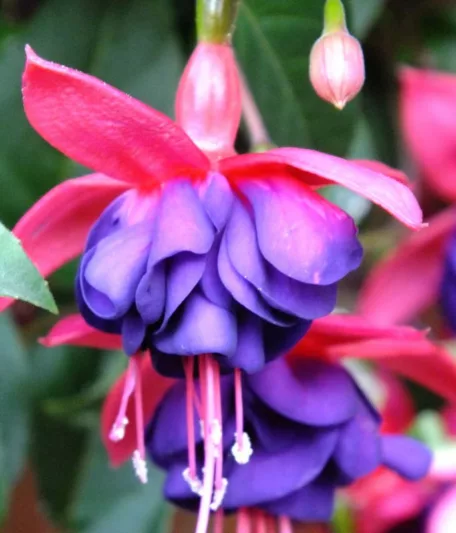Fuchsia Dollar Princess, Hardy Fuchsia 'Dollar Princesss', Fuchsia 'Dollar Prinzessin', Fuchsia 'Princess Dollar', Flowering Shrub, Red Flowers, Purple Flowers
