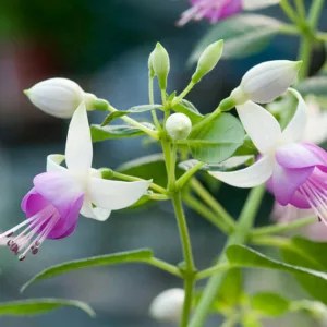 Fuchsia Estelle Marie, Hardy Fuchsia Estelle Marie, Flowering Shrub, Pink Flowers, White Flowers