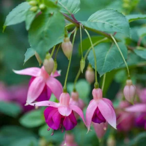 Fuchsia Garden News, Hardy Fuchsia Garden News,  Flowering Shrub, Red Flowers, Purple Flowers, Double Fuchsia