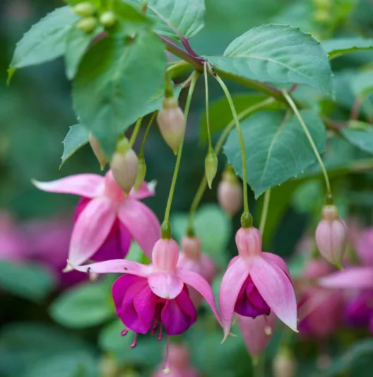 Fuchsia Garden News, Hardy Fuchsia Garden News,  Flowering Shrub, Red Flowers, Purple Flowers, Double Fuchsia