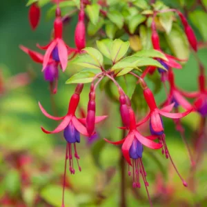 Fuchsia Genii, Hardy Fuchsia Genii, Fuchsia 'Jeanne', Flowering Shrub, Red Flowers, Purple Flowers