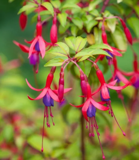 Fuchsia Genii, Hardy Fuchsia Genii, Fuchsia 'Jeanne', Flowering Shrub, Red Flowers, Purple Flowers