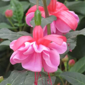 Fuchsia Heidi Ann, Hardy Fuchsia Heidi Ann,  Flowering Shrub, Red Flowers, Purple Flowers, Pink Flowers, Double Fuchsia