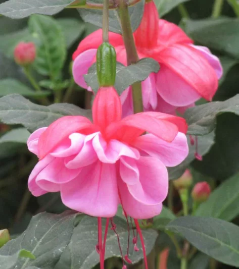 Fuchsia Heidi Ann, Hardy Fuchsia Heidi Ann,  Flowering Shrub, Red Flowers, Purple Flowers, Pink Flowers, Double Fuchsia