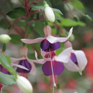 Fuchsia La Campanella, Hardy Fuchsia, Standard Fuchsia, Flowering Shrub, Pink Flowers, Purple Flowers
