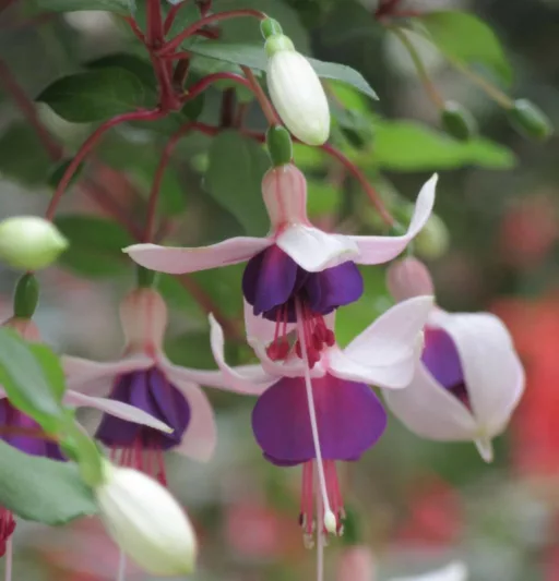 Fuchsia La Campanella, Hardy Fuchsia, Standard Fuchsia, Flowering Shrub, Pink Flowers, Purple Flowers