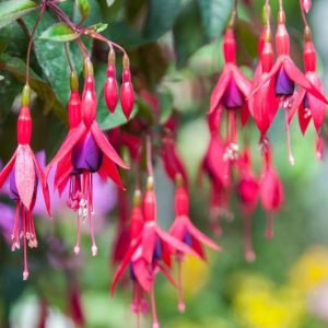 Fuchsia Mrs Popple, Hardy Fuchsia Mrs Popple, Flowering Shrub, Red Flowers, Purple Flowers