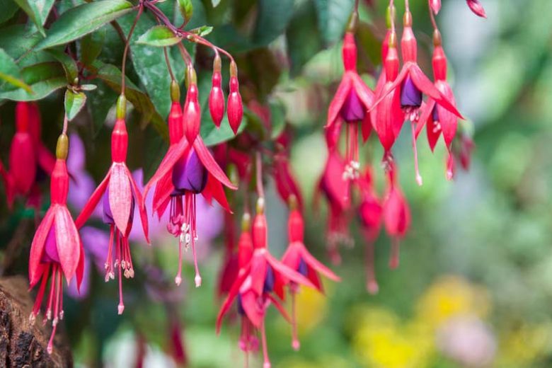 Fuchsia Mrs Popple, Hardy Fuchsia Mrs Popple, Flowering Shrub, Red Flowers, Purple Flowers