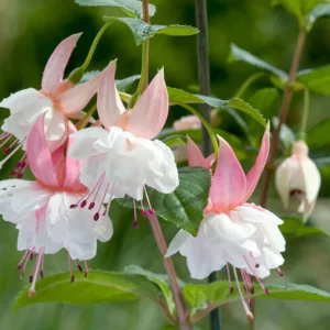 Fuchsia Nancy Lou Hardy Fuchsia, Standard Fuchsia, Flowering Shrub, White Flowers, Pink Flowers
