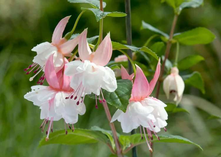 Fuchsia Nancy Lou Hardy Fuchsia, Standard Fuchsia, Flowering Shrub, White Flowers, Pink Flowers