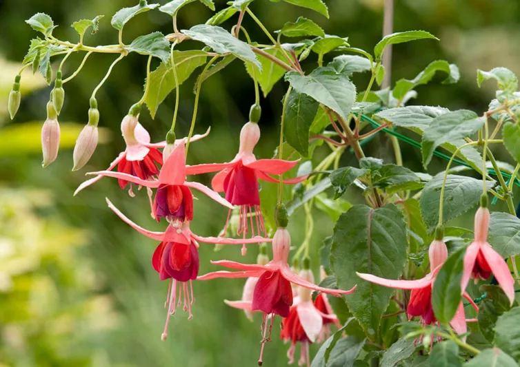 Fuchsia Novella, Hardy Fuchsia, Flowering Shrub, Pink Flowers, Salmon Flowers, Double Fuchsia, Hanging Baskets