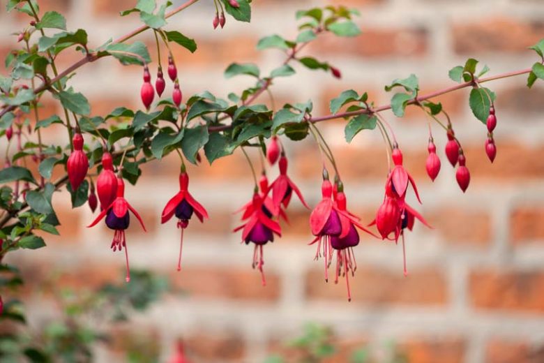 Fuchsia 'Riccartonii', Hardy Fuchsia 'Riccartonii', Fuchsia magellanica 'Riccartonii', Flowering Shrub, Red Flowers, Purple Flowers