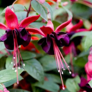 Fuchsia Roesse Blacky, Hardy Fuchsia, Standard Fuchsia, Flowering Shrub, Containers, Hanging Baskets, dark Flowers