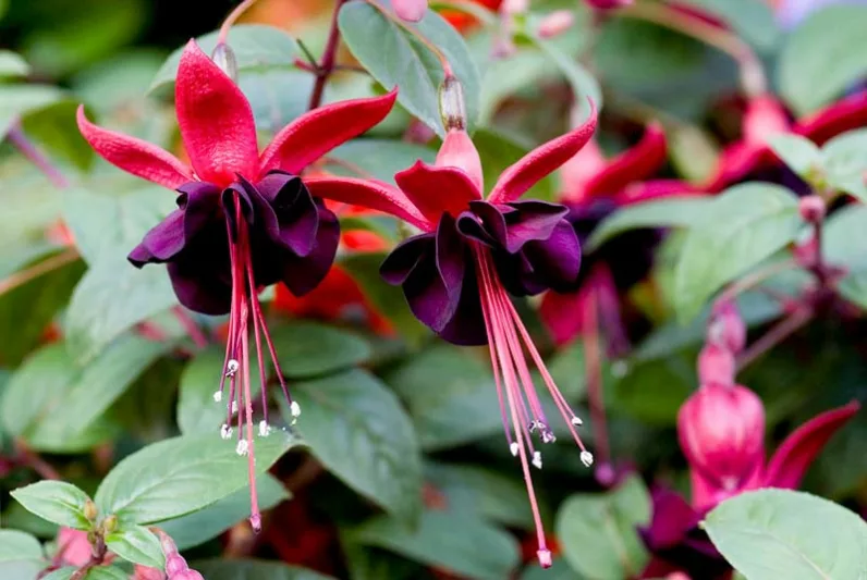 Fuchsia Roesse Blacky, Hardy Fuchsia, Standard Fuchsia, Flowering Shrub, Containers, Hanging Baskets, dark Flowers