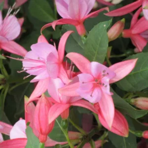 Fuchsia Rose Fantasia, Hardy Fuchsia Rose Fantasia, Flowering Shrub, Pink Flowers