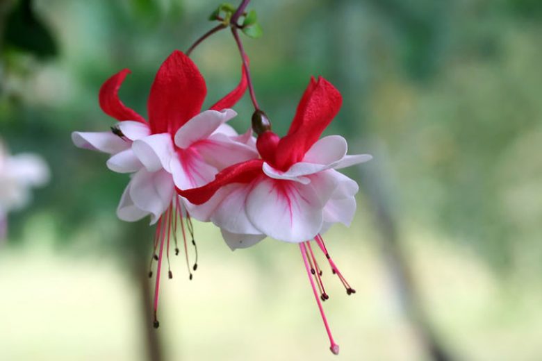 Fuchsia Snow Burner, Hardy Fuchsia, Flowering Shrub, Red Flowers, White Flowers, Double Fuchsia, Hanging Baskets