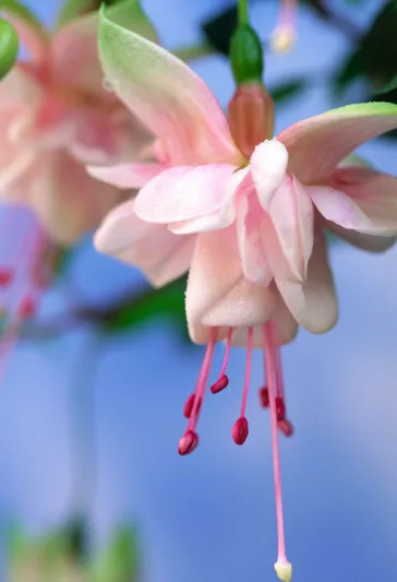 Fuchsia Southgate, Hardy Fuchsia, Standard Fuchsia, Flowering Shrub, Pink Flowers