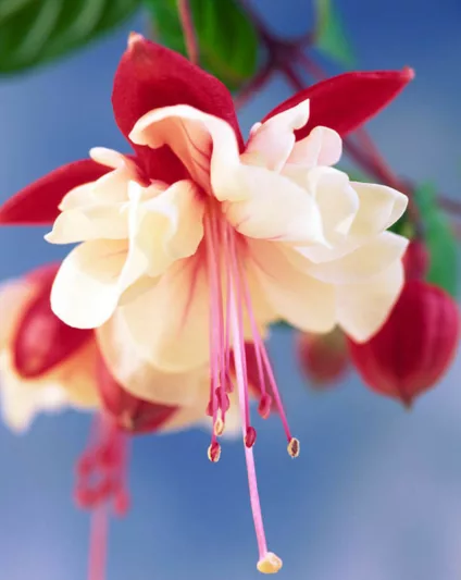 Fuchsia Swingtime, Hardy Fuchsia, Standard Fuchsia, Flowering Shrub, Red Flowers, White Flowers