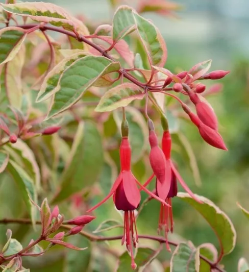 Fuchsia Tom West, Hardy Fuchsia, Standard Fuchsia, Flowering Shrub, Red Flowers, Purple Flowers, Hanging Baskets