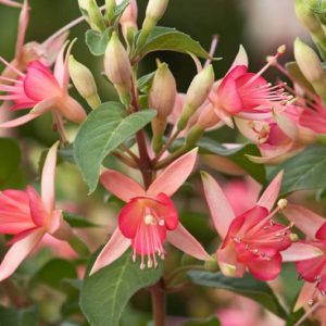 Fuchsia WALZ Jubelteen, Hardy Fuchsia WALZ Jubelteen, Flowering Shrub, Pink Flowers