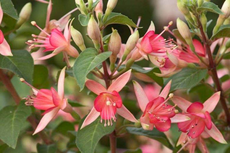 Fuchsia WALZ Jubelteen, Hardy Fuchsia WALZ Jubelteen, Flowering Shrub, Pink Flowers