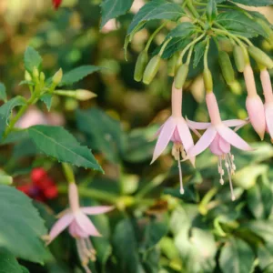 Fuchsia 'Whiteknights Pearl', Hardy Fuchsia 'Whiteknights Pearl', Fuchsia magellanica, Flowering Shrub, Red Flowers, Pink Flowers
