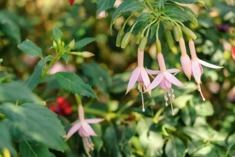 Fuchsia 'Whiteknights Pearl', Hardy Fuchsia 'Whiteknights Pearl', Fuchsia magellanica, Flowering Shrub, Red Flowers, Pink Flowers