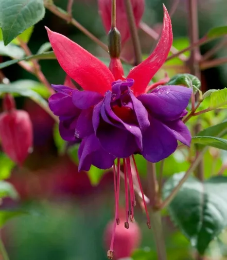 Fuchsia Wicked Queen, Hardy Fuchsia 'Wicked Queen', Wicked Queen Fuchsia, Flowering Shrub, Red Flowers, Purple Flowers