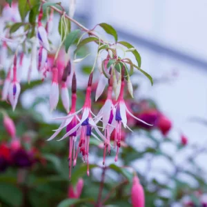Fuchsia magellanica 'Lady Bacon', Hardy Fuchsia 'Lady Bacon', Fuchsia 'Lady Bacon', Flowering Shrub, Red Flowers, Purple Flowers, White Flowers