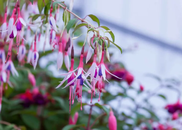 Fuchsia magellanica 'Lady Bacon', Hardy Fuchsia 'Lady Bacon', Fuchsia 'Lady Bacon', Flowering Shrub, Red Flowers, Purple Flowers, White Flowers