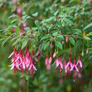 Fuchsia magellanica 'Logan Woods', Hardy Fuchsia 'Logan Woods', Fuchsia 'Logan Garden', Flowering Shrub, Red Flowers, Purple Flowers
